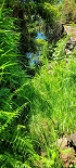 Plants: image 17 Of 208 Thumb